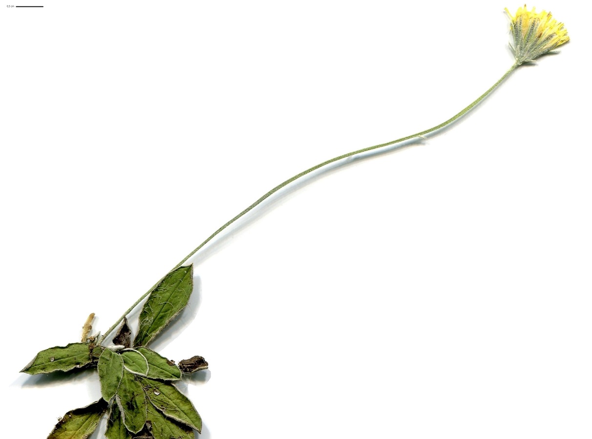 Pilosella tardans (Asteraceae)